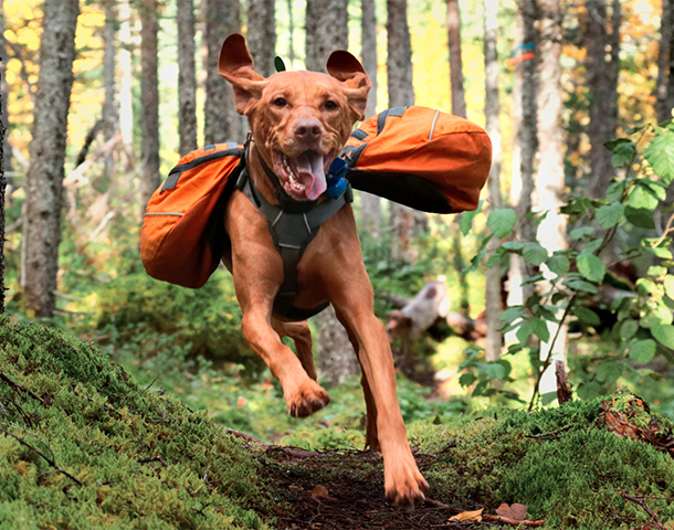 want-your-dog-to-hike-with-you?-try-these-10-must-have-items