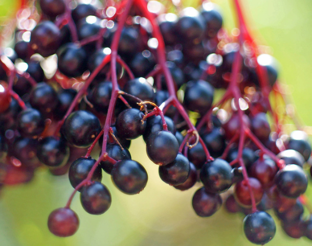 elderberry:-the-all-natural,-immune-boosting-superfood